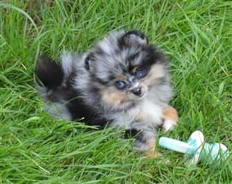 merle-pomeranian-puppy